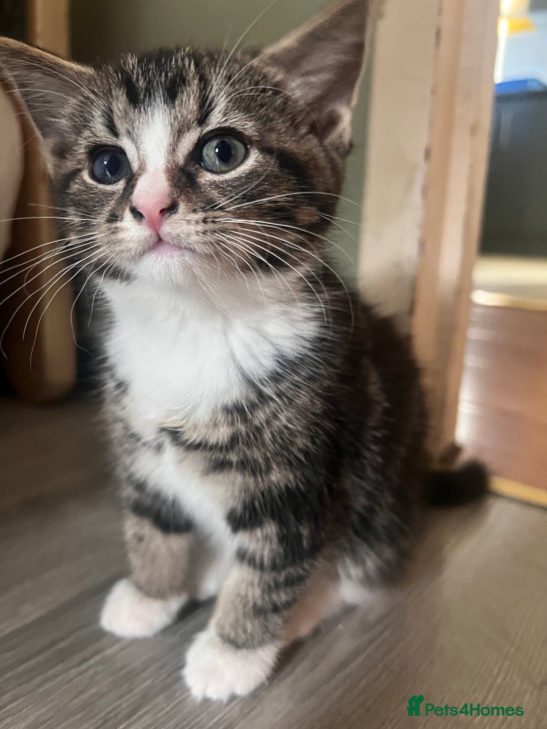 Mixed Breed cats for sale: Friendly and playful kitties  - Image 1