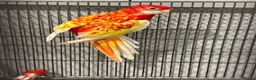 Parakeets birds for sale: Red & Yellow Rosella for sale   in Dover - Advert 2