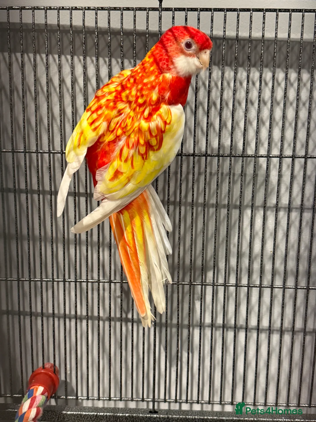 Parakeets birds for sale: Red & Yellow Rosella for sale   in Dover - Advert 2