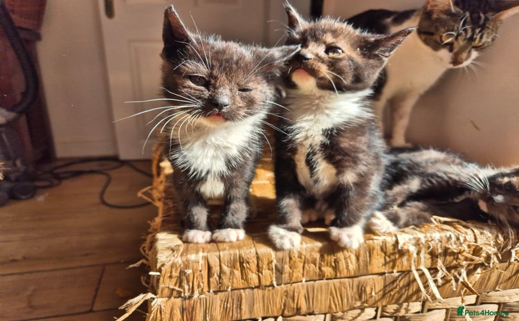 Domestic Shorthair cats - Advert 5