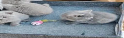 British Shorthair cats for sale: GCCF lilac boy ready to leave - Advert 6
