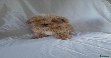 Maltipoo dogs - Advert 6