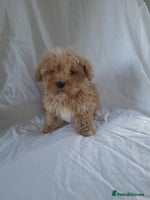 Maltipoo dogs - Advert 6