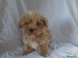 Maltipoo dogs - Advert 17