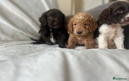 Cockapoo dogs for sale: beautiful toy cockapoo - Image 11