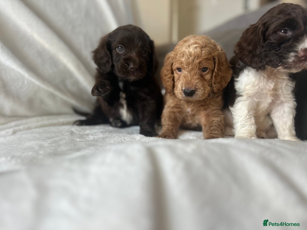 Cockapoo dogs for sale: beautiful toy cockapoo - Image 11