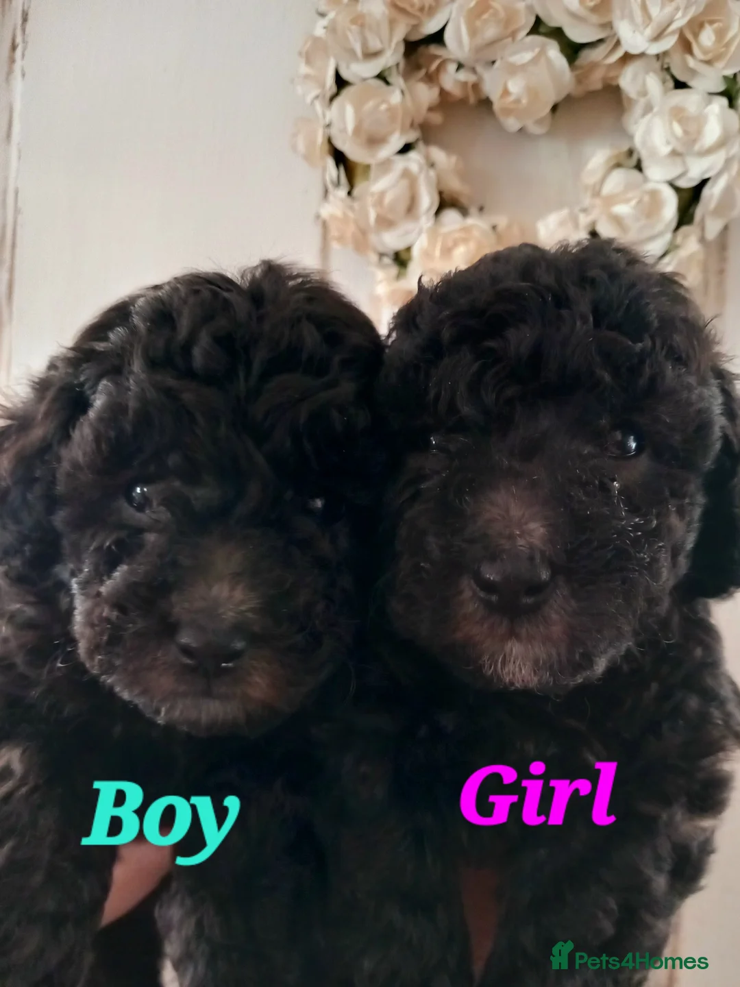 Toy Poodle dogs for sale: BEAUTIFULL TINY KC FULL PEDIGREE TOY POODLES* - Advert 14