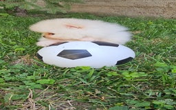 Pomeranian dogs for sale: Adorable Pomeranian Boy Puppy for Sale! - Image 3