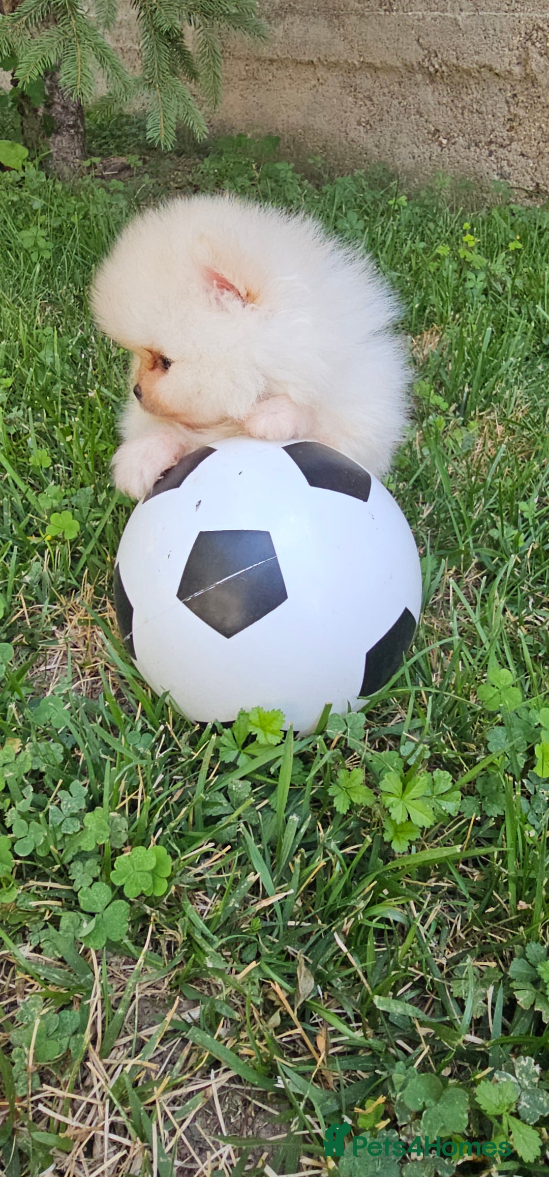 Pomeranian dogs for sale: Adorable Pomeranian Boy Puppy for Sale! - Image 3