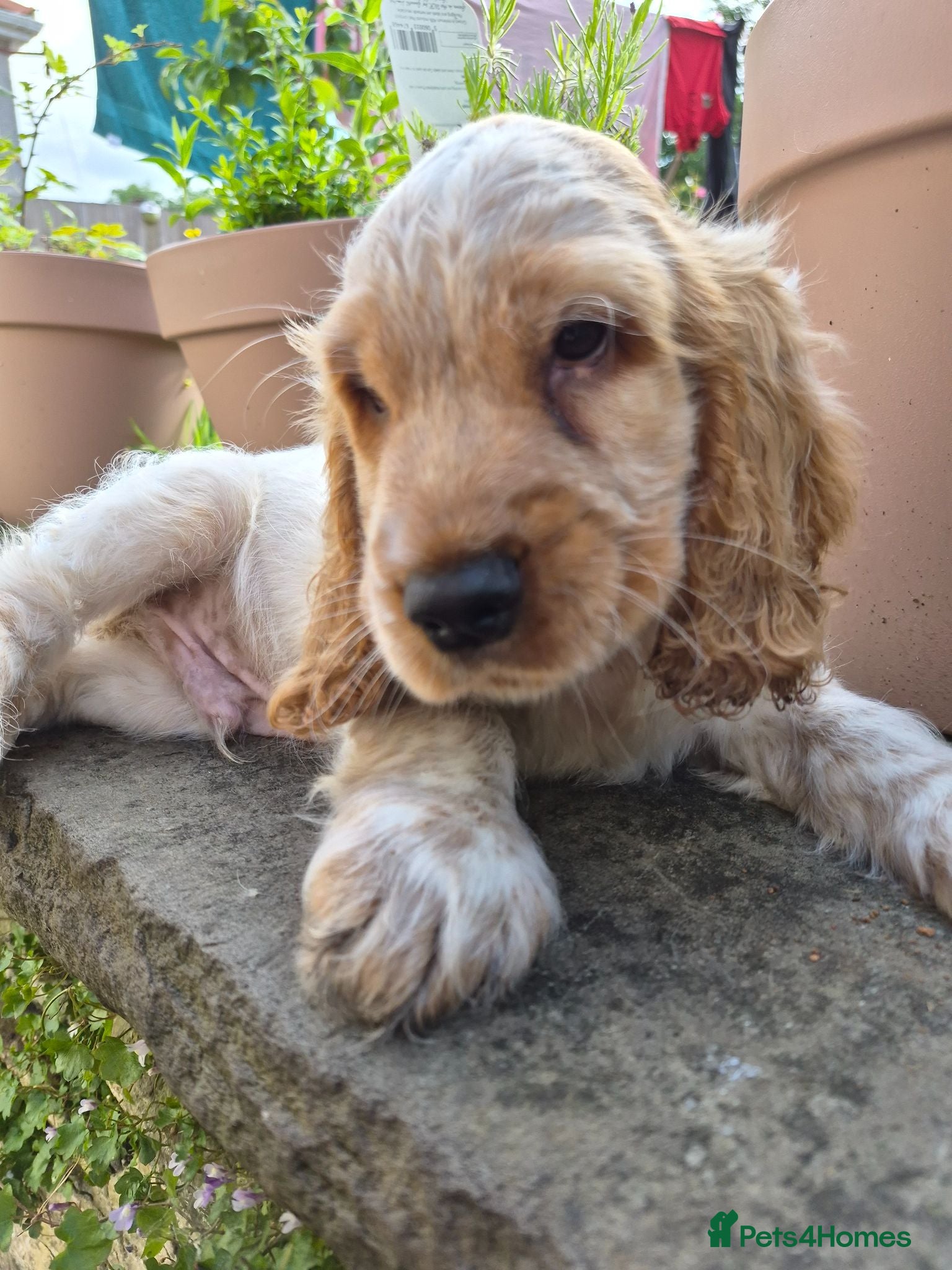 Cocker Spaniel dogs Show Cocker Spaniel - Advert 5