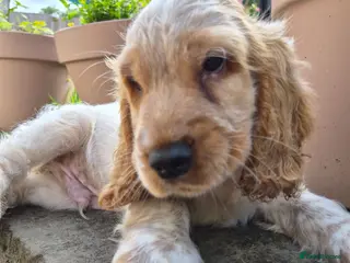 Cocker Spaniel dogs Show Cocker Spaniel - Advert 5