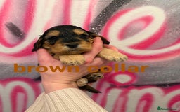 Cockapoo dogs for sale: *STUNNING F1 COCKAPOO PUPPIES* - Advert 7