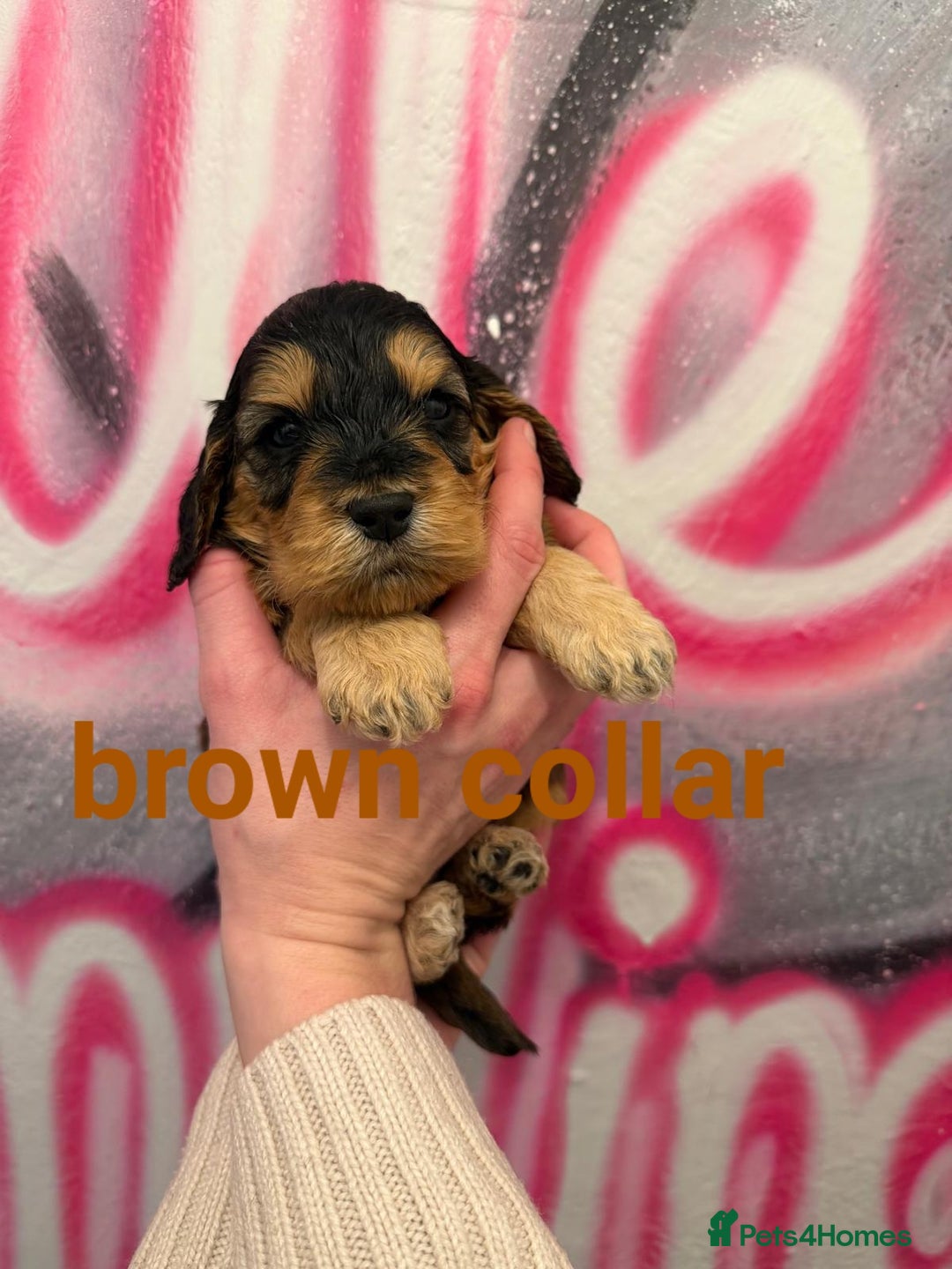 Cockapoo dogs for sale: *STUNNING F1 COCKAPOO PUPPIES* - Advert 7