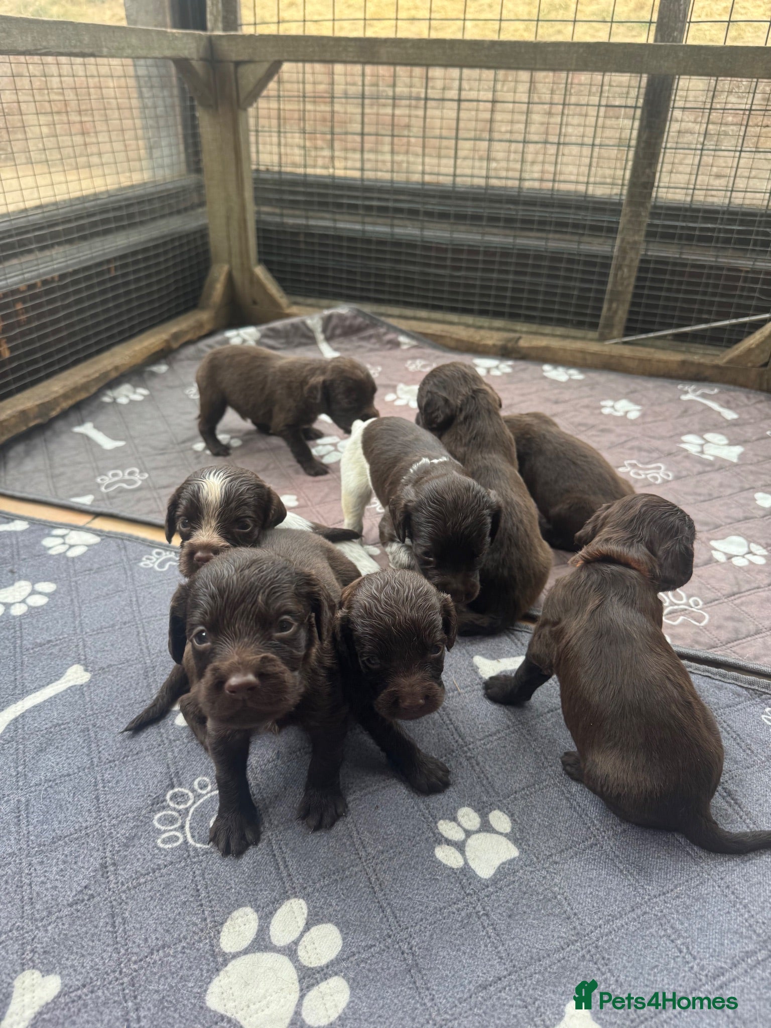 Cocker Spaniel dogs Beautiful Spaniel Puppies - raised on our farm - Advert 2
