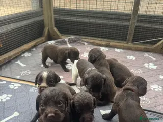 Cocker Spaniel dogs Beautiful Spaniel Puppies - raised on our farm - Advert 3