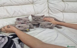 British Shorthair cats for sale: Pure British Short Hair cutties - Image 11