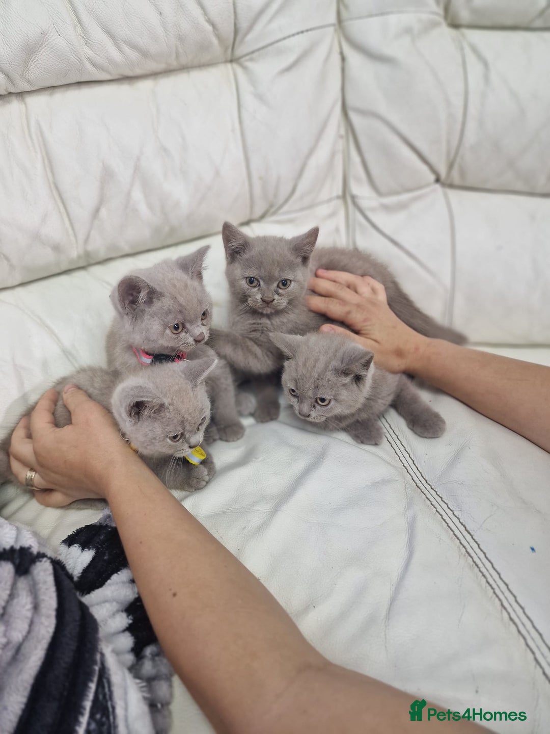 British Shorthair cats for sale: Pure British Short Hair cutties - Image 11