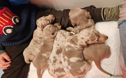 Dachshund dogs for sale: Isabella Dapple Dachshund Puppies - Advert 38