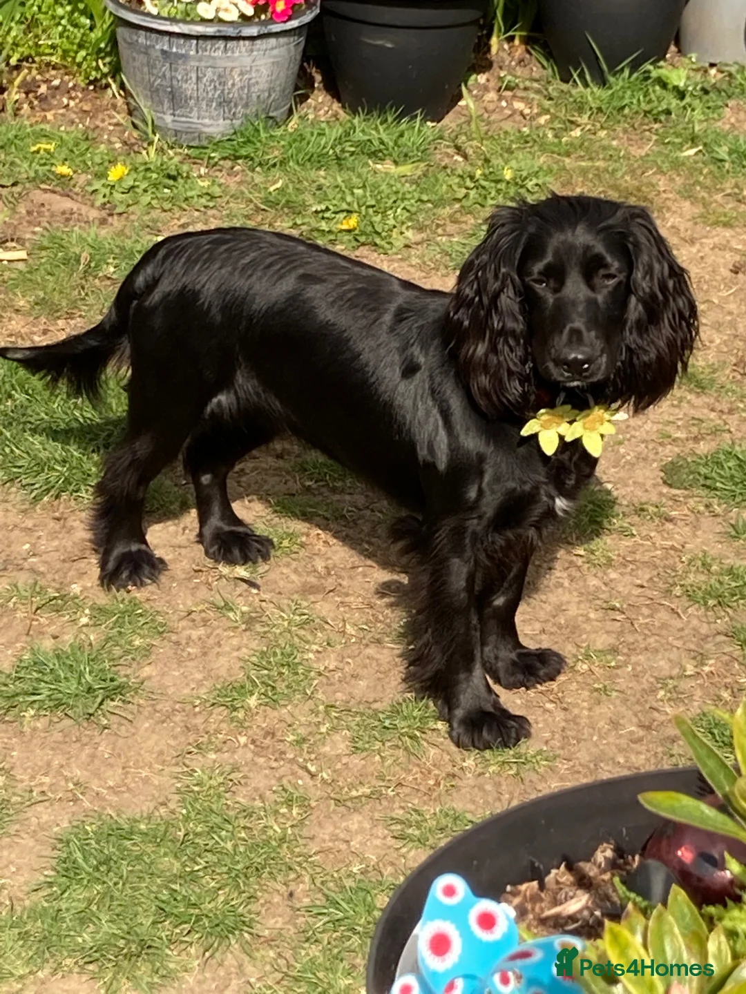Mixed Breed dogs for sale: Australian Labradoodle puppies  - Advert 11