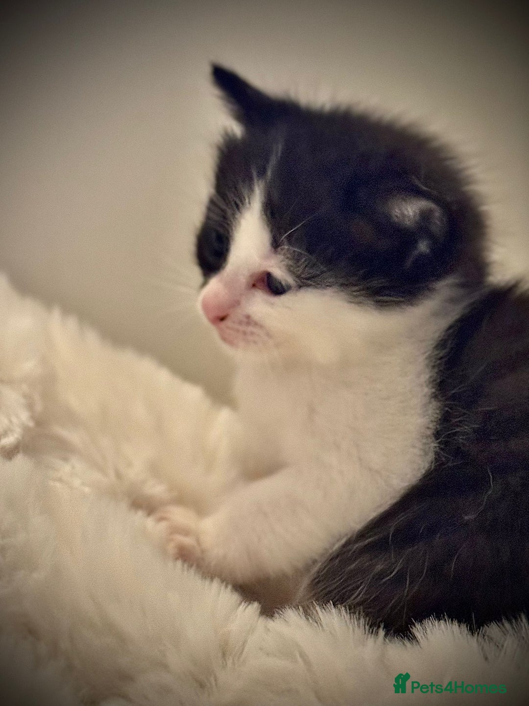 Ragdoll cats for sale: 🌟 Ragdoll x Bengal – Exquisite Baby Kittens 🌟 - Image 10