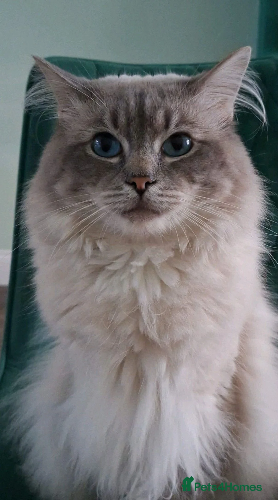 Ragdoll cats for stud: Ragdoll Stud  - Advert 1