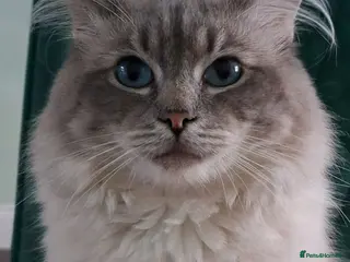 Ragdoll cats Ragdoll Stud - Advert 1