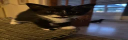 Mixed Breed cats for sale: 2 male kittens  - Advert 5