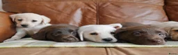 Labrador Retriever dogs for sale: Stunning Health Tested Labrador Puppies - Advert 9