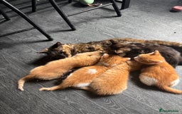Mixed Breed cats for sale: Adorable fluffy friendly kittens for sale - Image 10