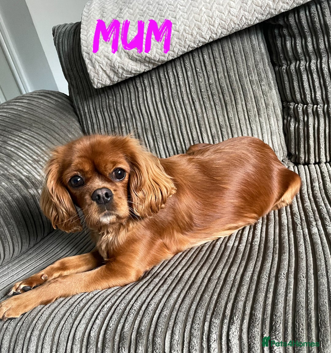 Cavalier King Charles Spaniel dogs for sale: RUBY BOY LEFT -Beautiful KC cavalier King Charles  - Advert 2