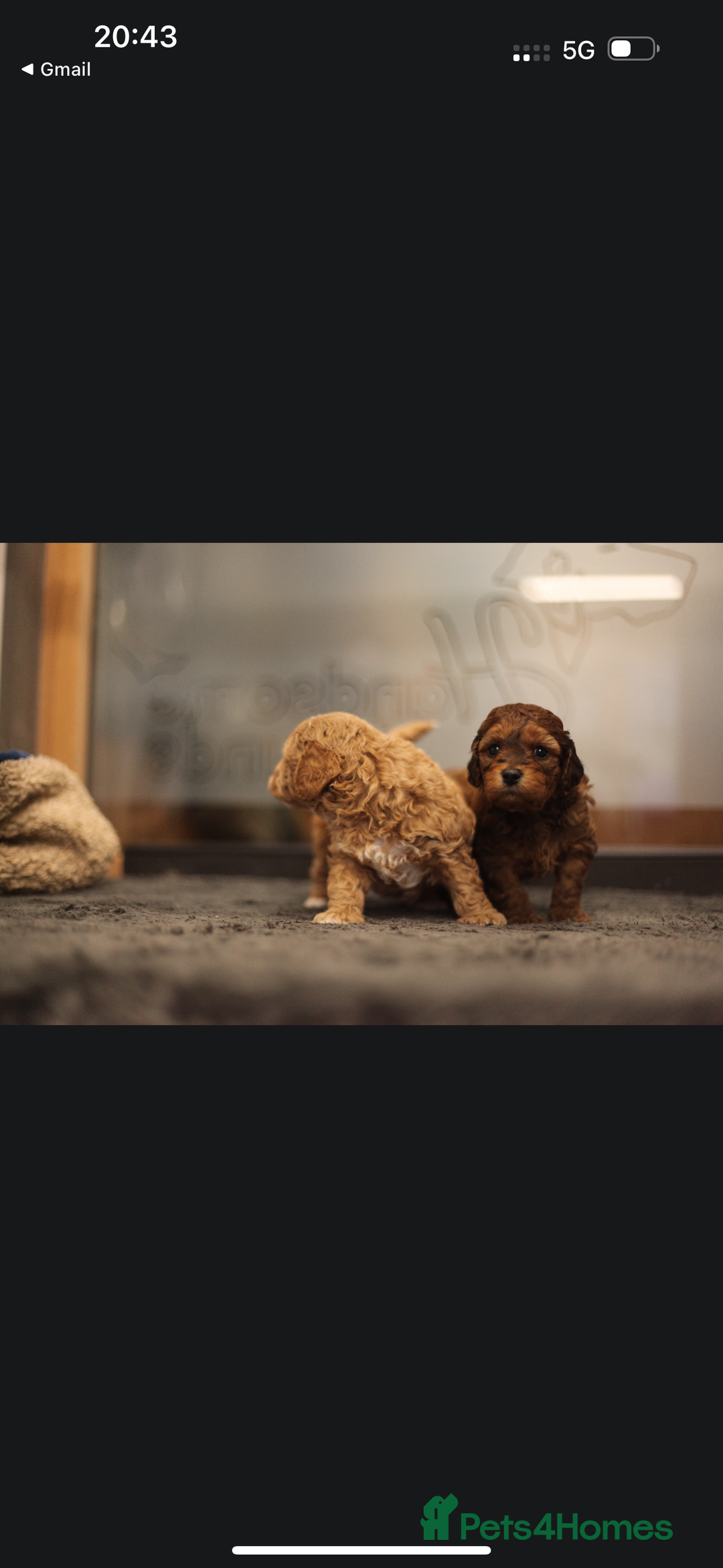 Poochon dogs for sale: Beautiful Poochon Pups Home Bred second litter - Advert 15