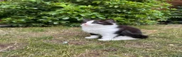British Longhair cats for sale: Last adorable kitten ready to go - Advert 5