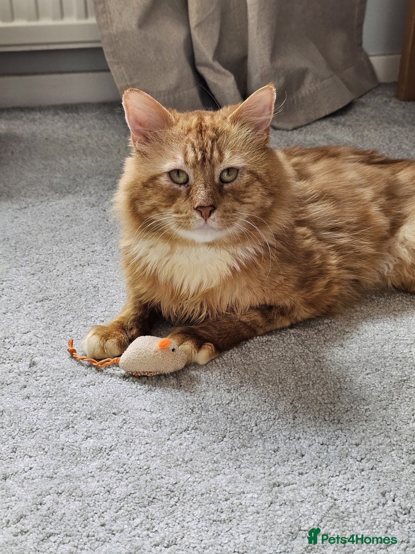 Domestic Shorthair cats Frank, approx 2 years old, neutered male - Advert 3