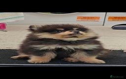 Pomeranian dogs for sale: Pomeranian girls  - Image 6
