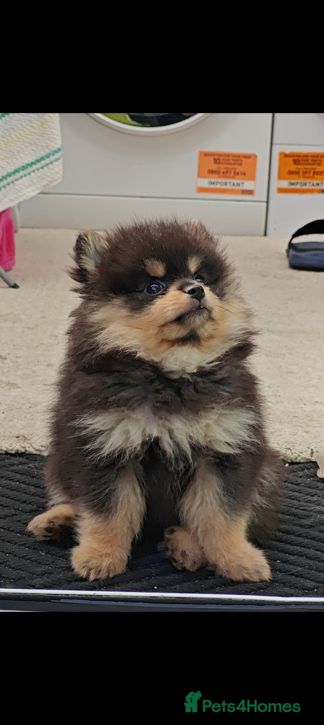Pomeranian dogs for sale: Pomeranian girls  - Image 6