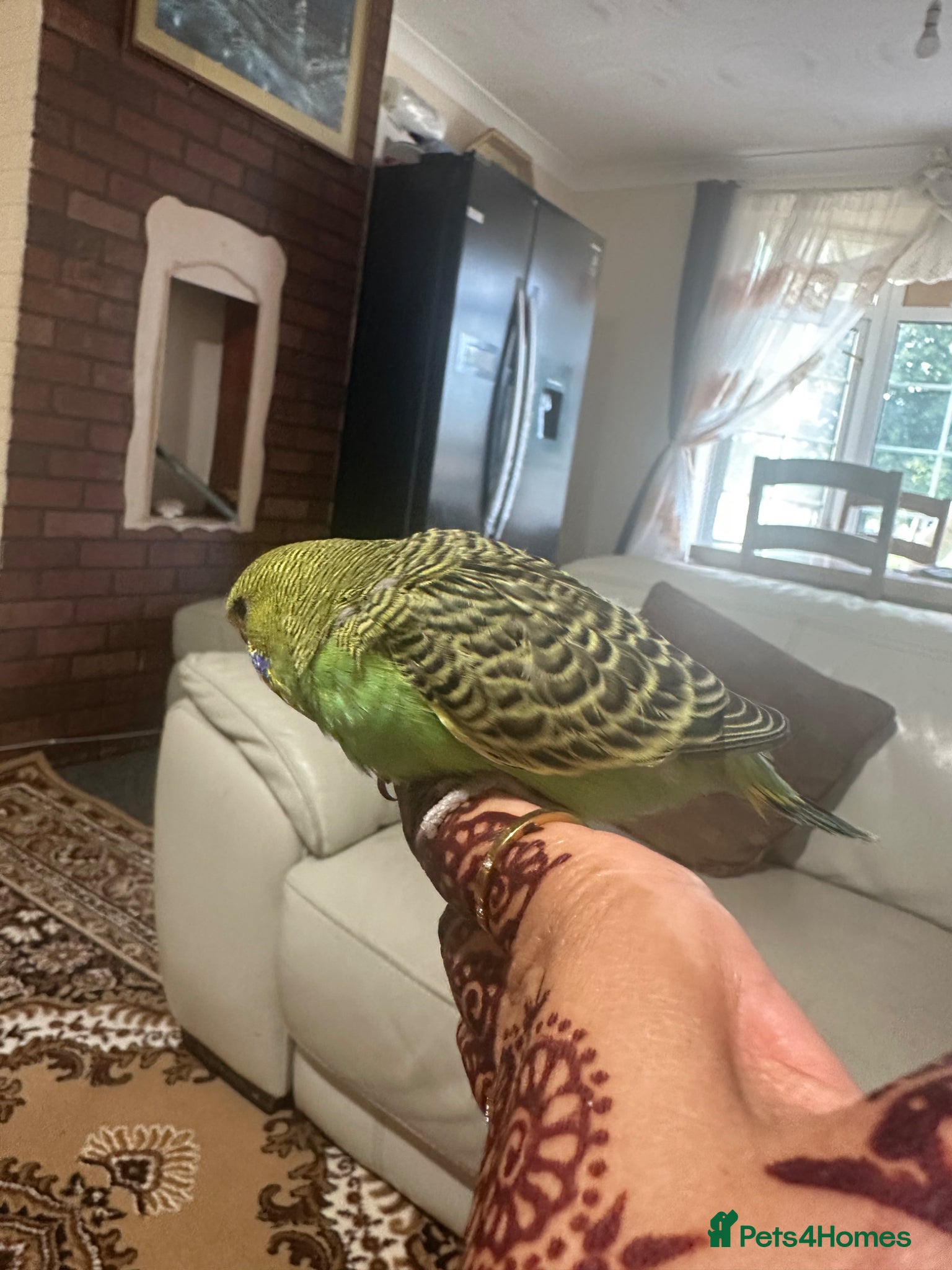 Budgerigars birds Lovely baby budgies semi tame - Advert 1