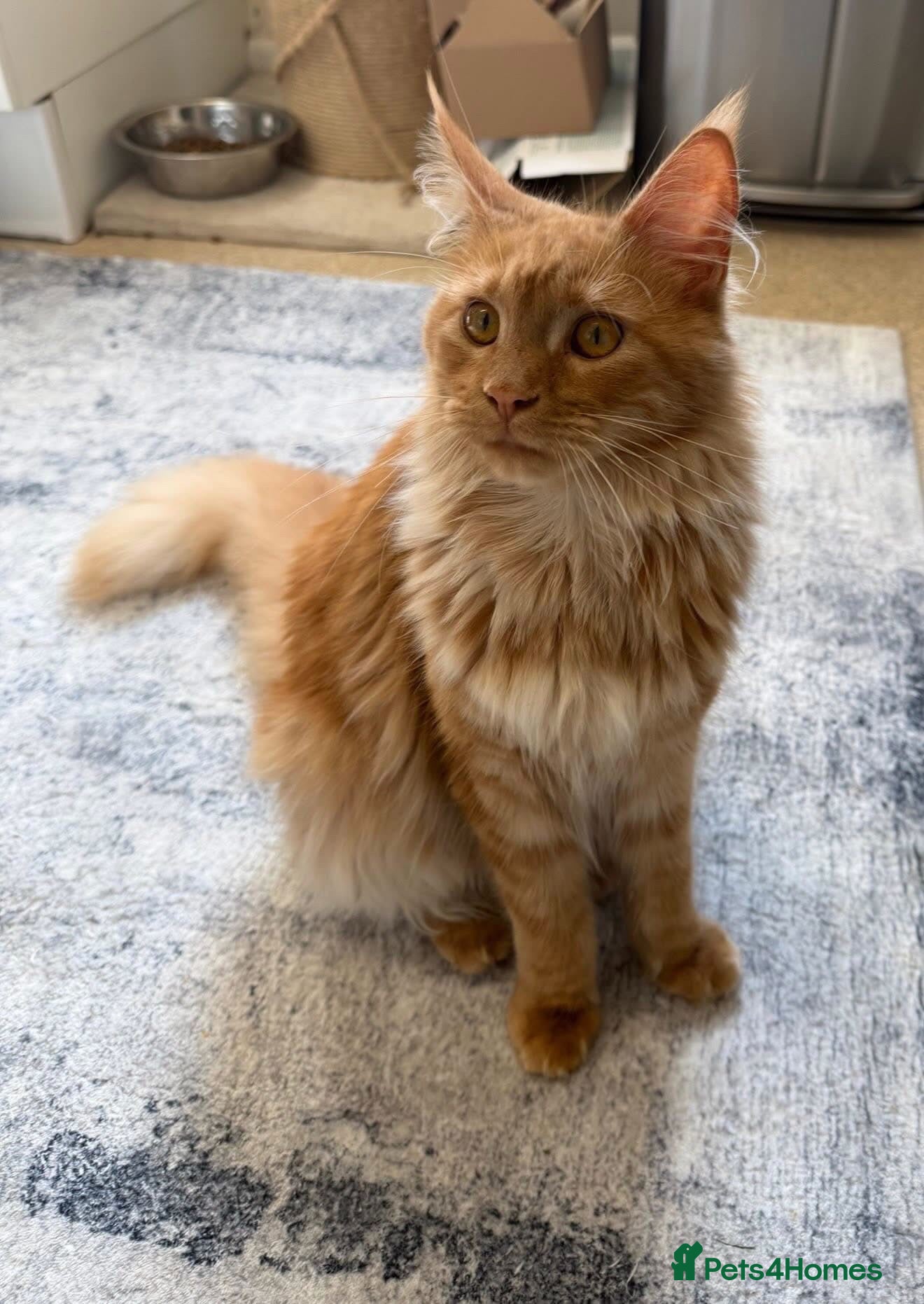Maine Coon cats Ginger female Maine coone pure breed - Advert 12