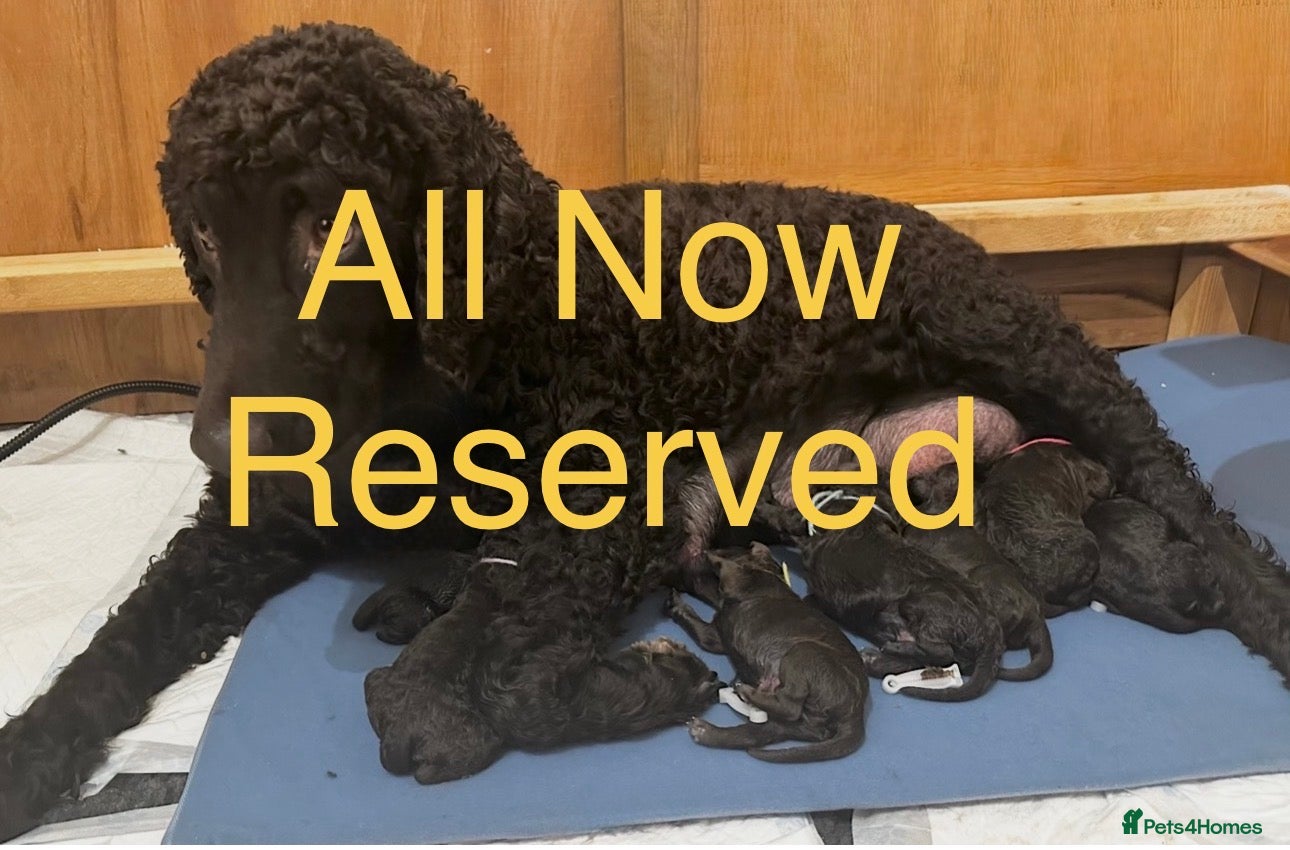 Irish Water Spaniel dogs No longer available / Pending  - Advert 1