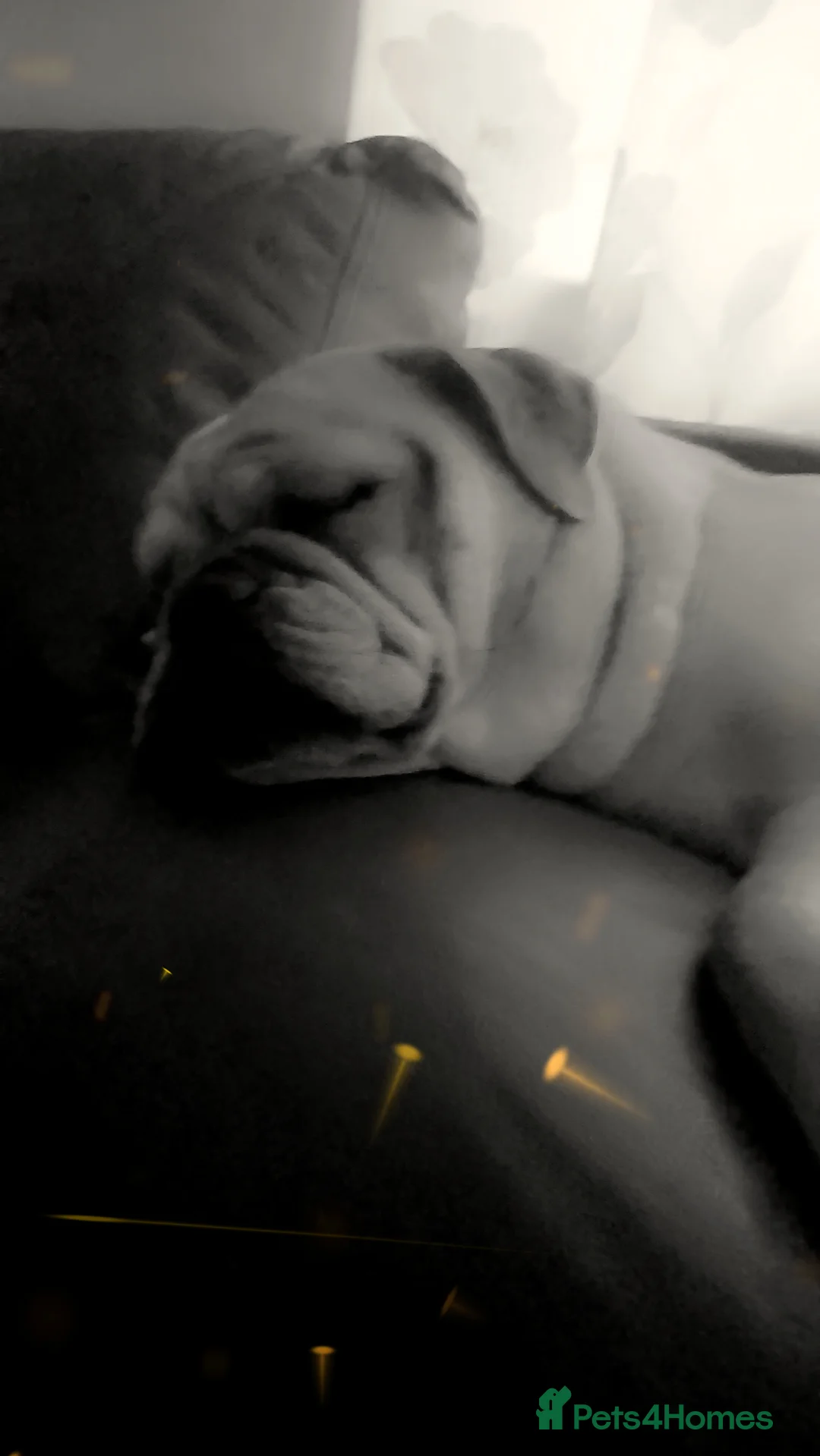 Mixed Breed dogs for sale: Pug mix  in Warrington - Advert 6