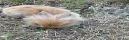 Netherland Dwarf rabbits for sale: New babies lionhead  - Advert 2