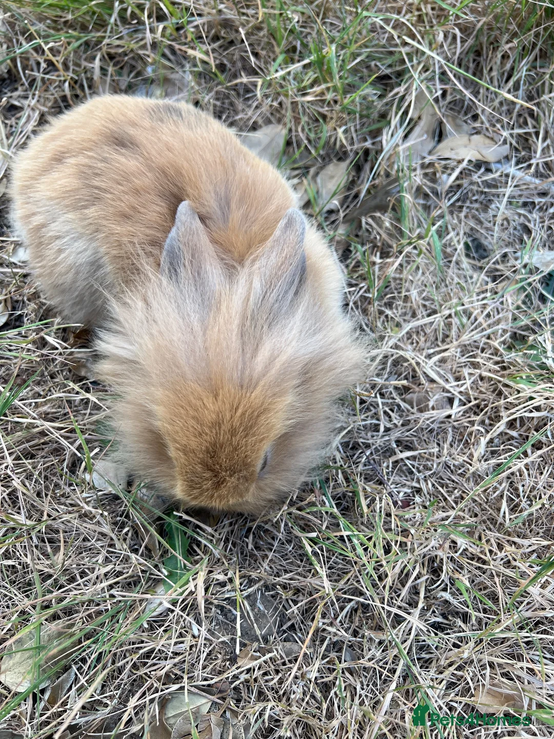 Netherland Dwarf rabbits for sale: New babies lionhead  - Advert 2