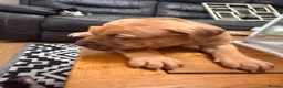 Mixed Breed dogs for sale: Beautiful puppys looking 4 forever homes  - Advert 12