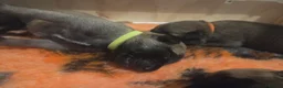 Belgian Shepherd Dog dogs for sale: KC registered Belgian Shepherd Malinois Puppies - Advert 3