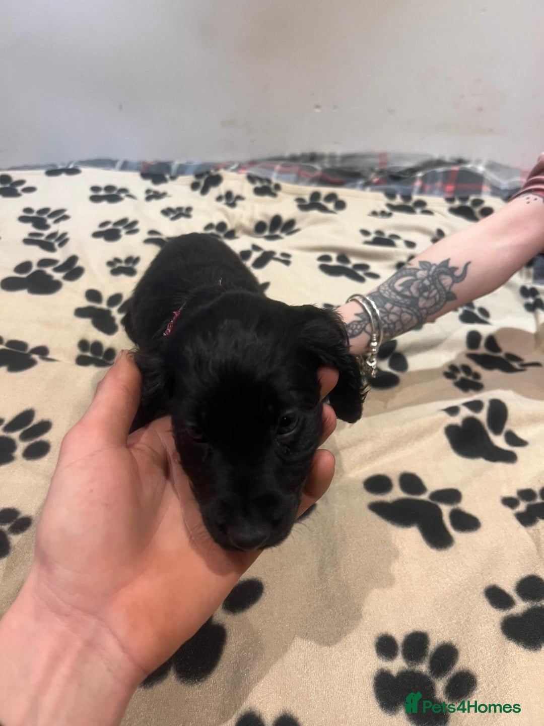 Cockapoo dogs for sale: Cocker spaniel/ cocapoo  - Advert 8