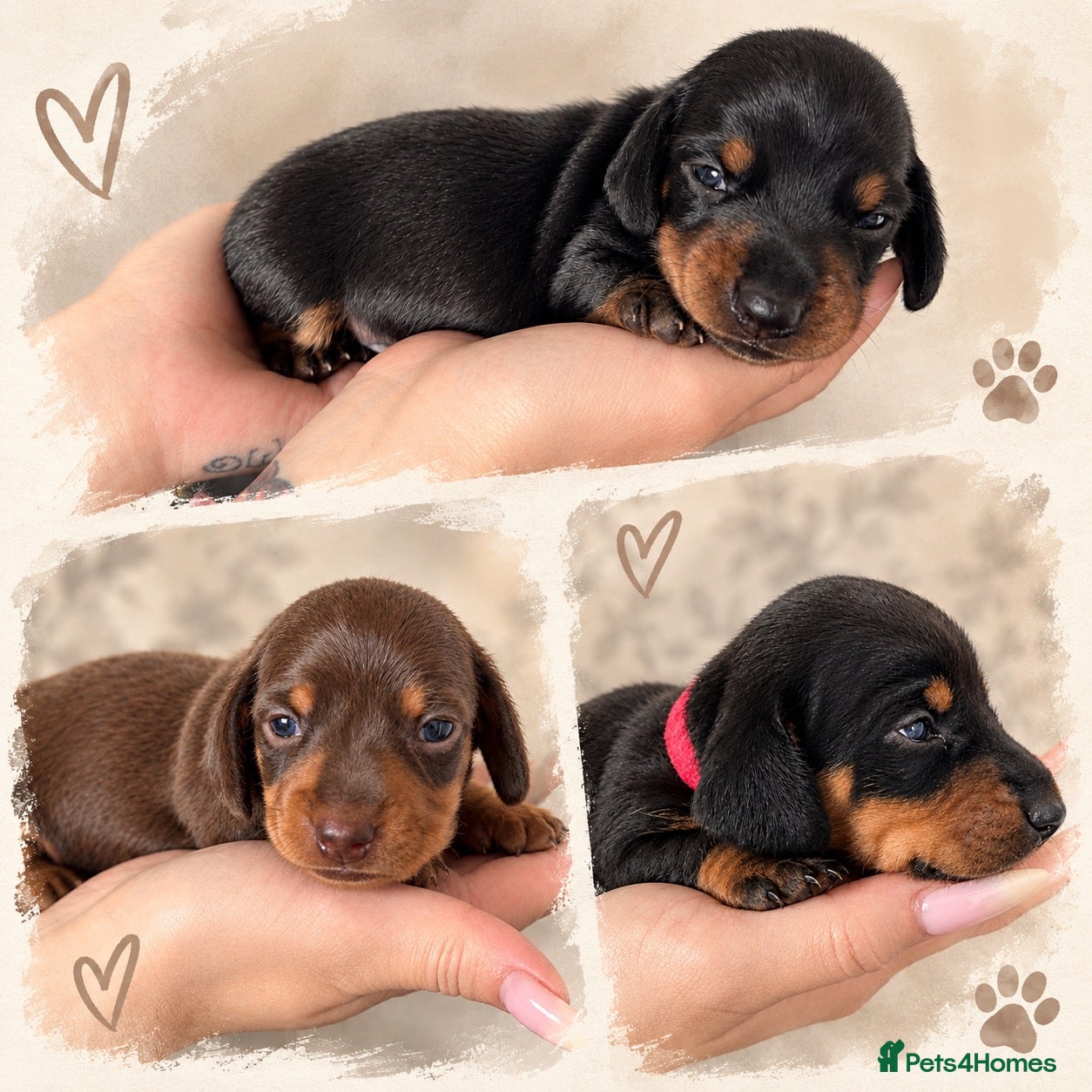 Miniature Dachshund dogs 🐾 Gorgeous Miniature Dachshund Puppies 🐾 - Advert 8