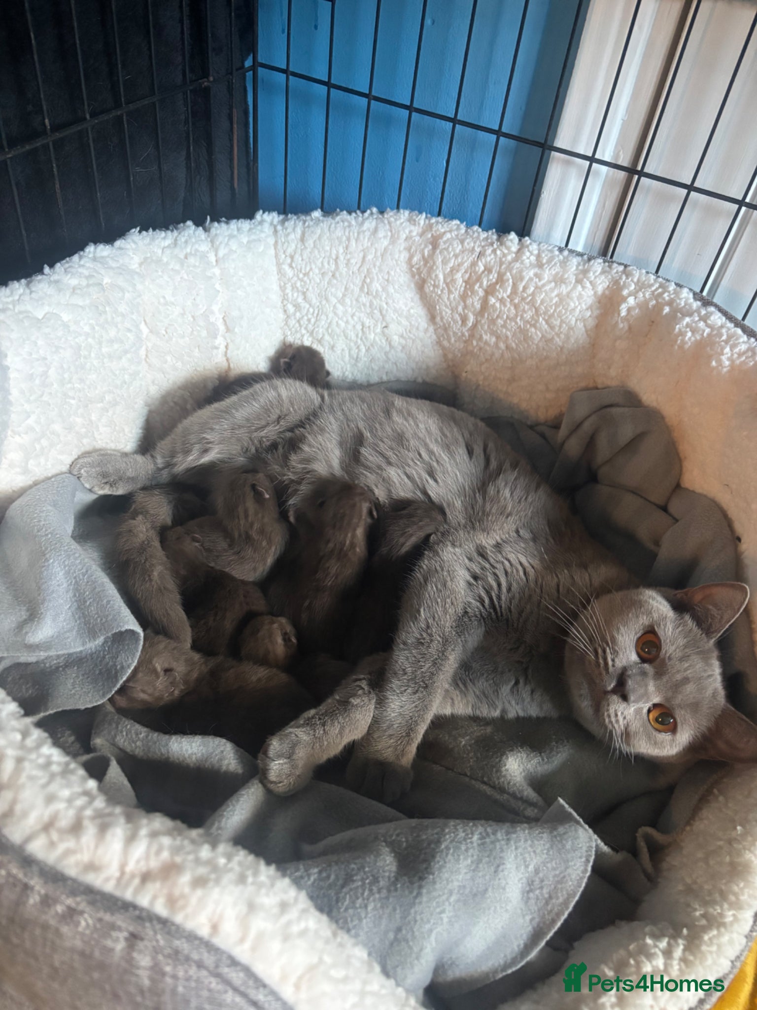 British Shorthair cats British shorthaired chocolate kittens  - Advert 4