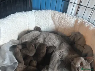 British Shorthair cats British shorthaired chocolate kittens - Advert 1