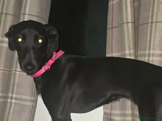 Whippet dogs Beautiful black full whippets bitch - Advert 1