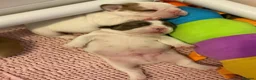 French Bulldog dogs for sale: Family Raised PURE French Bulldog puppies for sale - Advert 4