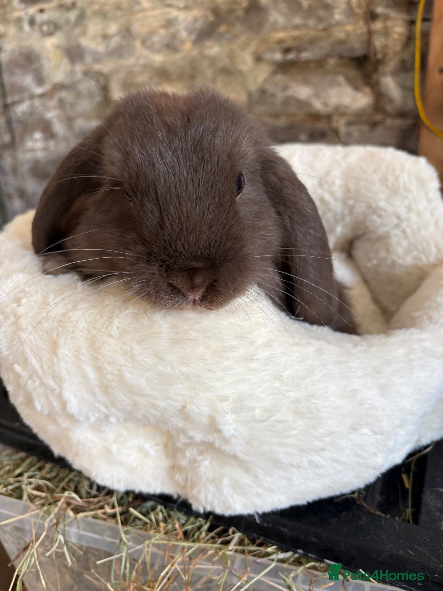 Mini Lop rabbits Mini lops-raised indoors-vaccinated  - Advert 2